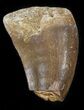 Bargain Mosasaur (Prognathodon) Tooth #43333-1